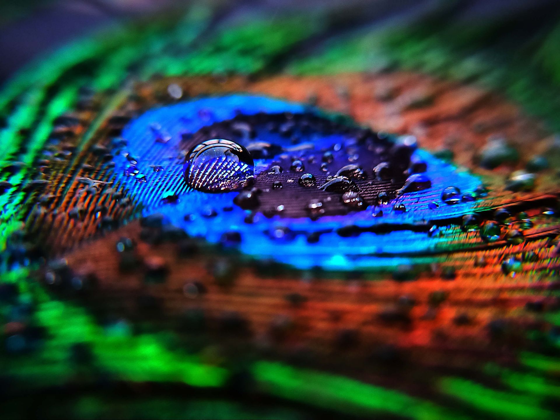 Close-up natte pauwenveer main product photo