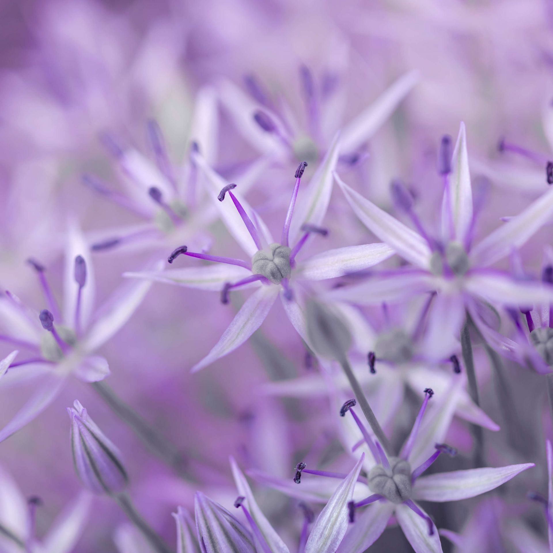 Paarse allium bloemen main product photo
