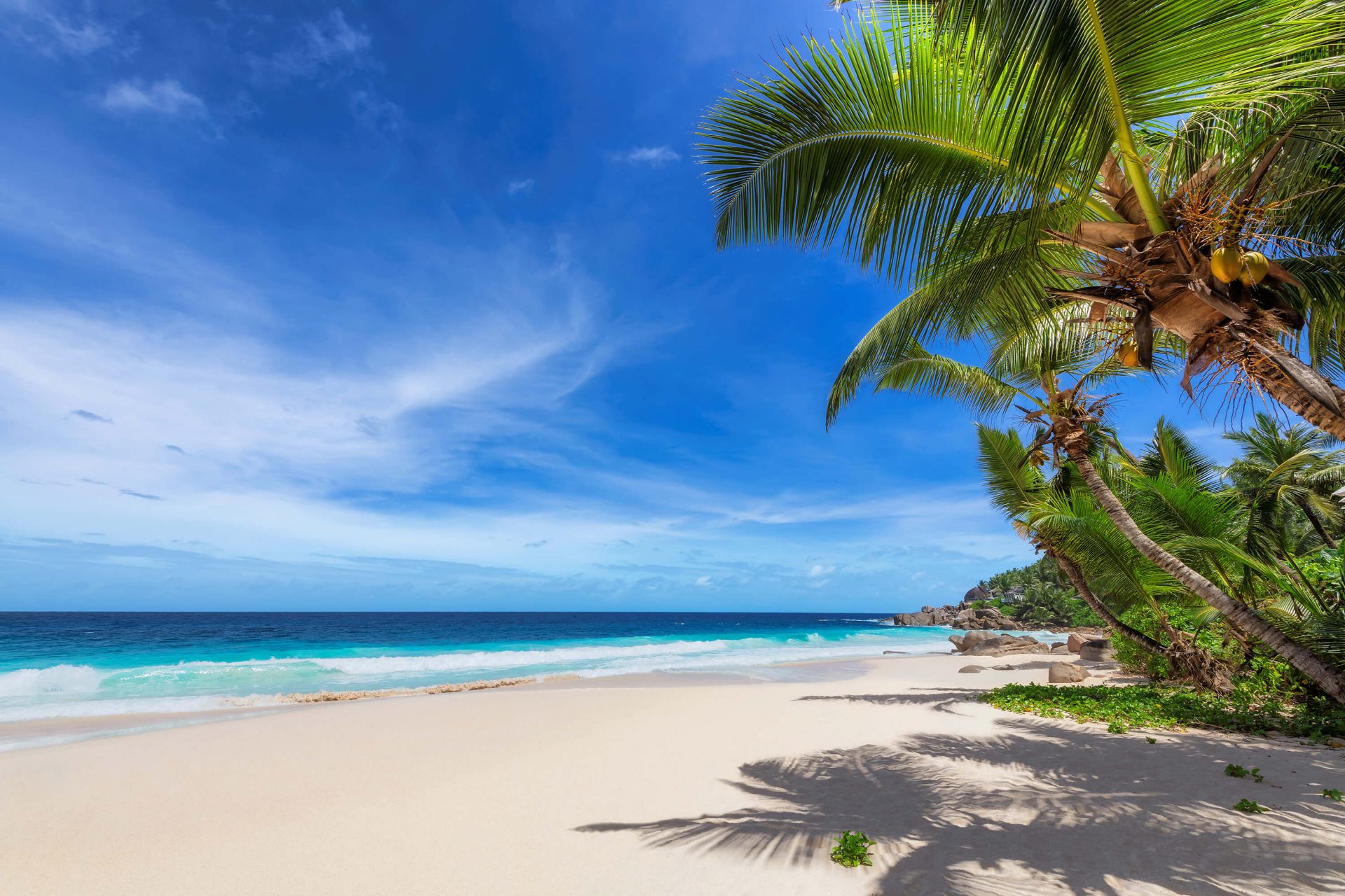 Tropisch strand met palmboom main product photo