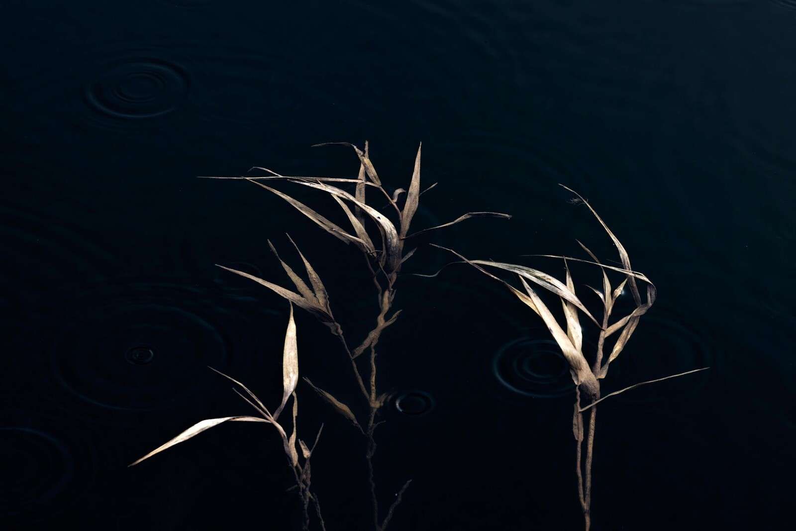 Riet in Stil Water