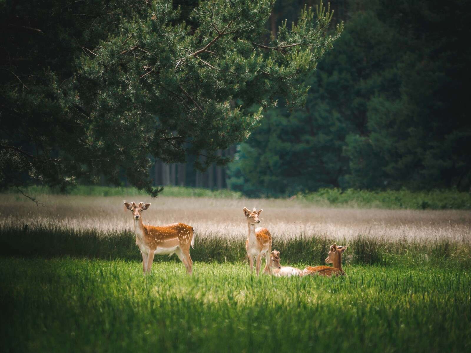 Vredige Weide met Wilde Hertjes