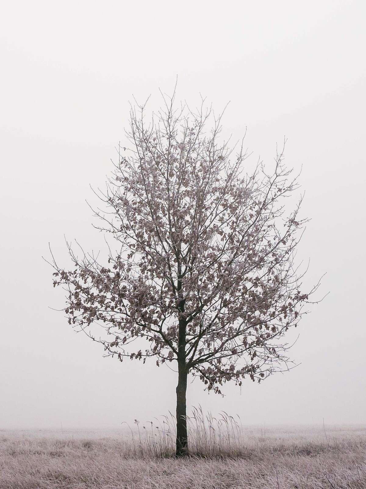 Minimalistisch Winterlandschap