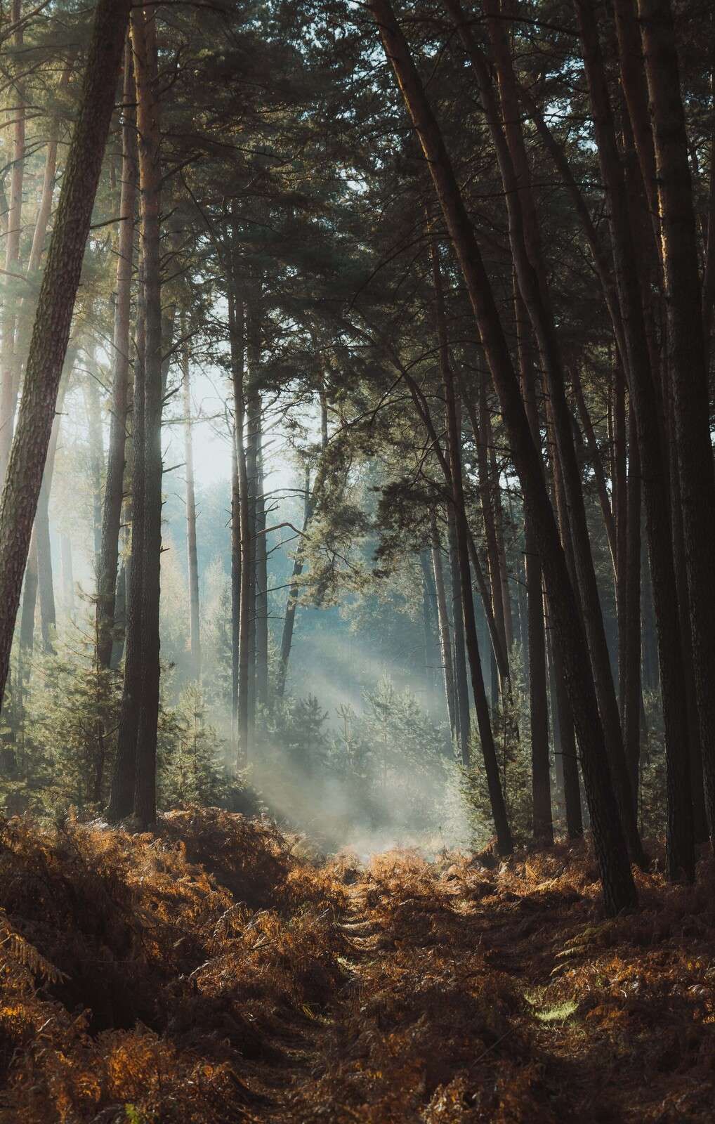 Herfstgloed in het Groene Woud