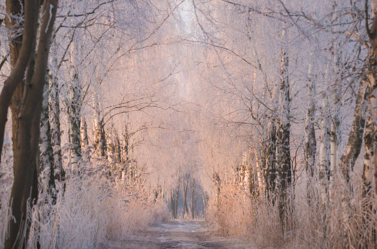 Bomenrij in de Wintermist