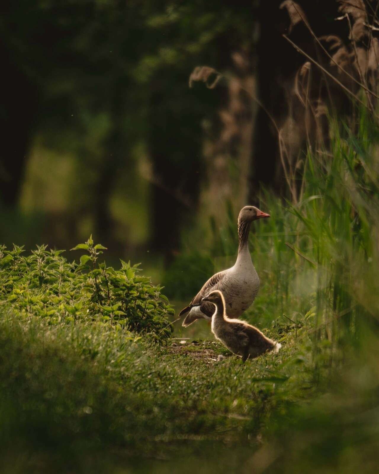 Ganzenfamilie in het Bos