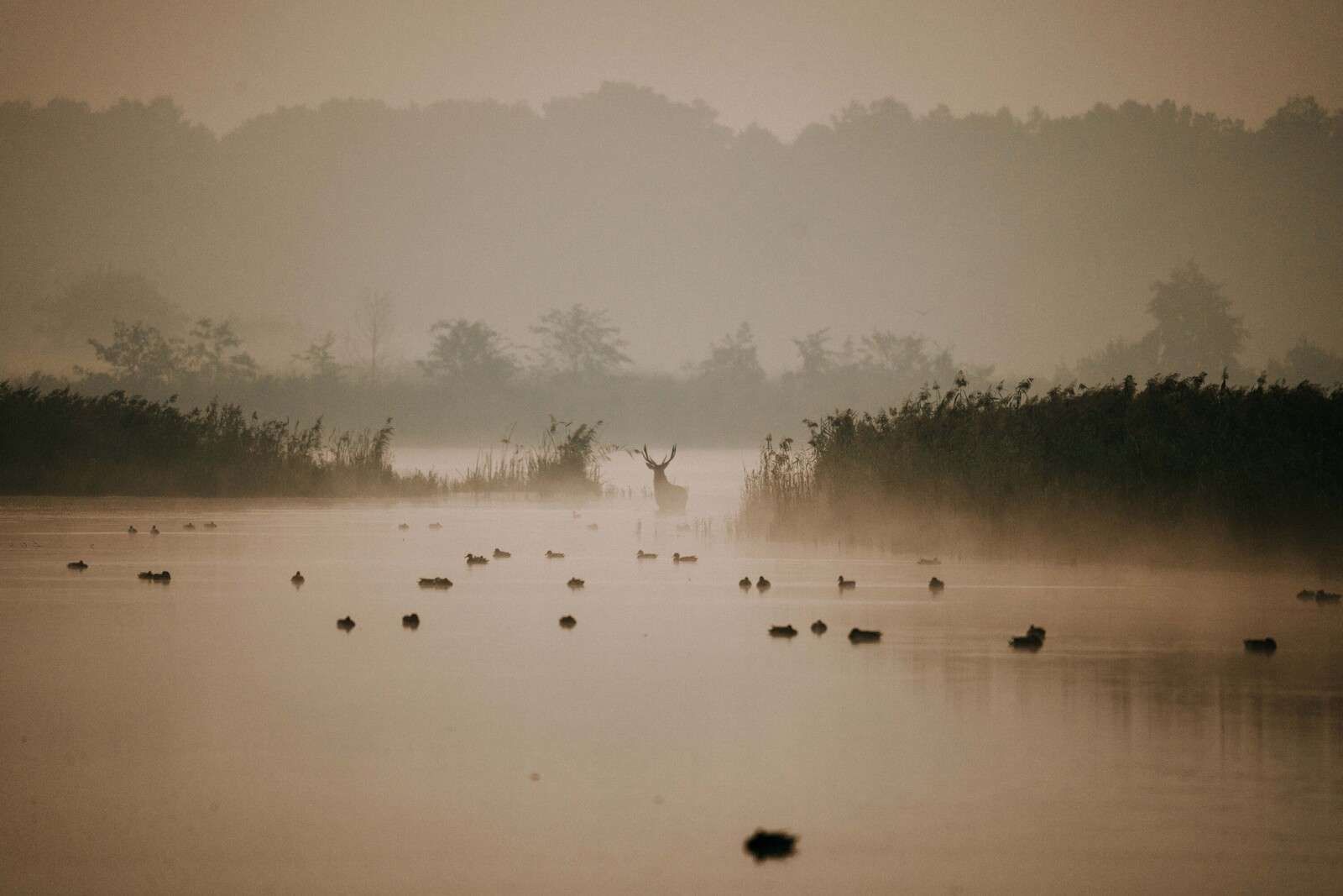 Hert in Mistig Waterlandschap