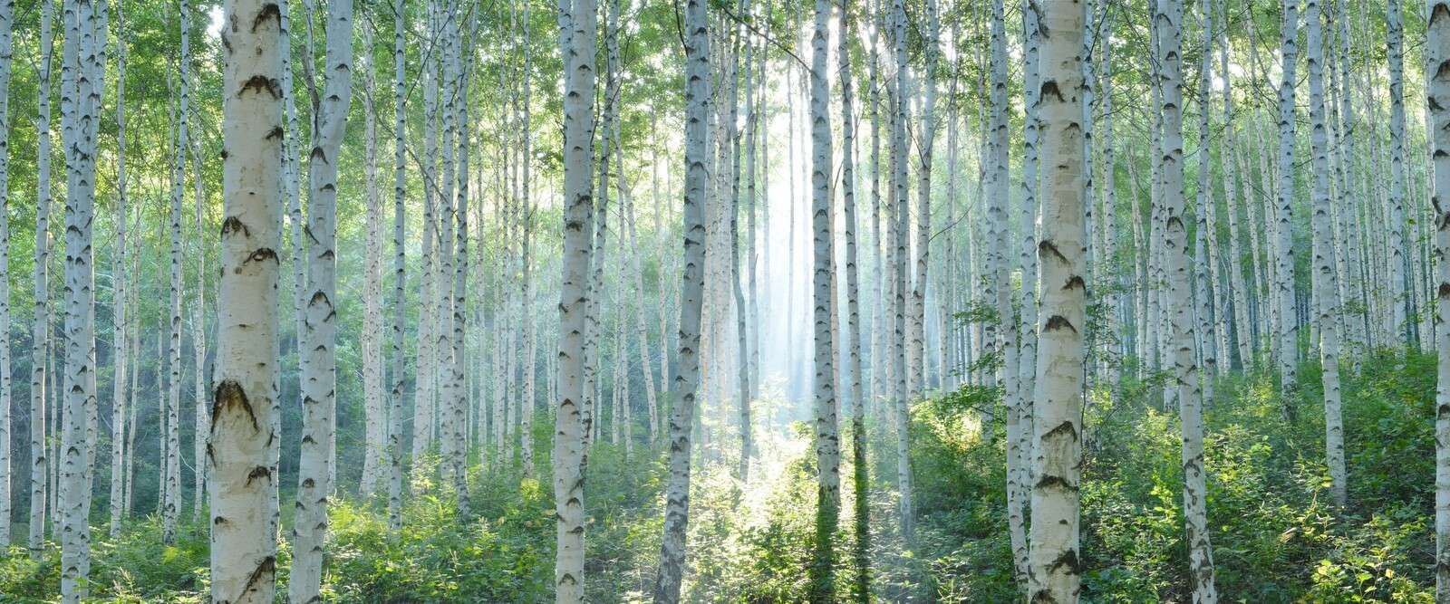 Berkenbos in ochtendlicht
