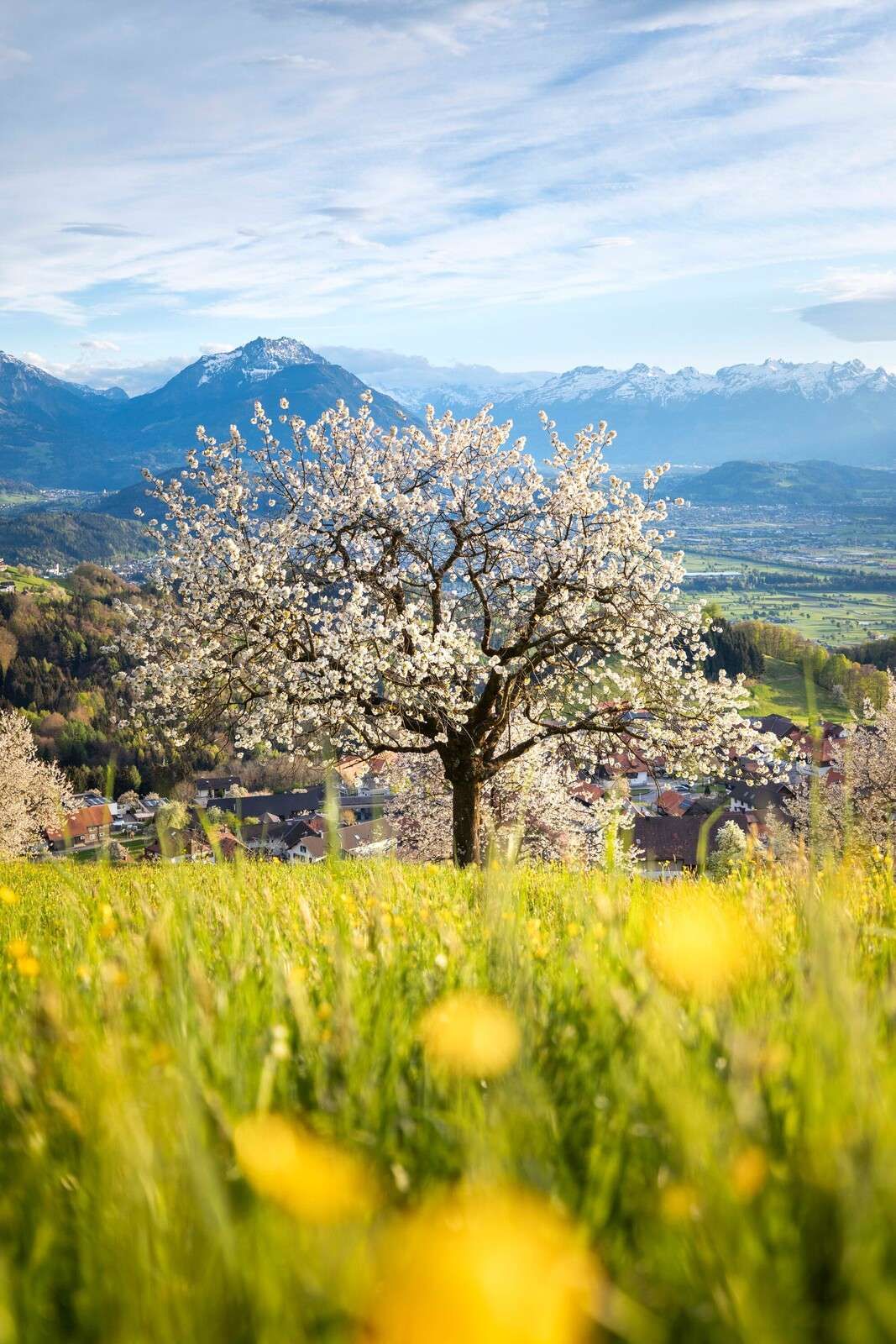 Bloeiende kersenboom in alpenweide