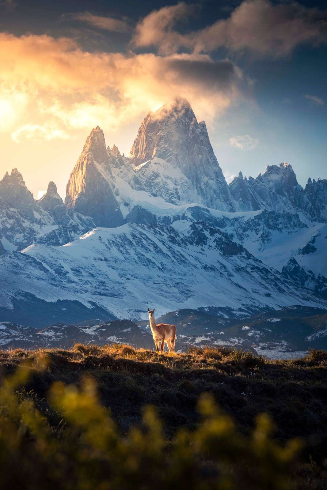 Guanaco voor besneeuwde patagonische bergtoppen
