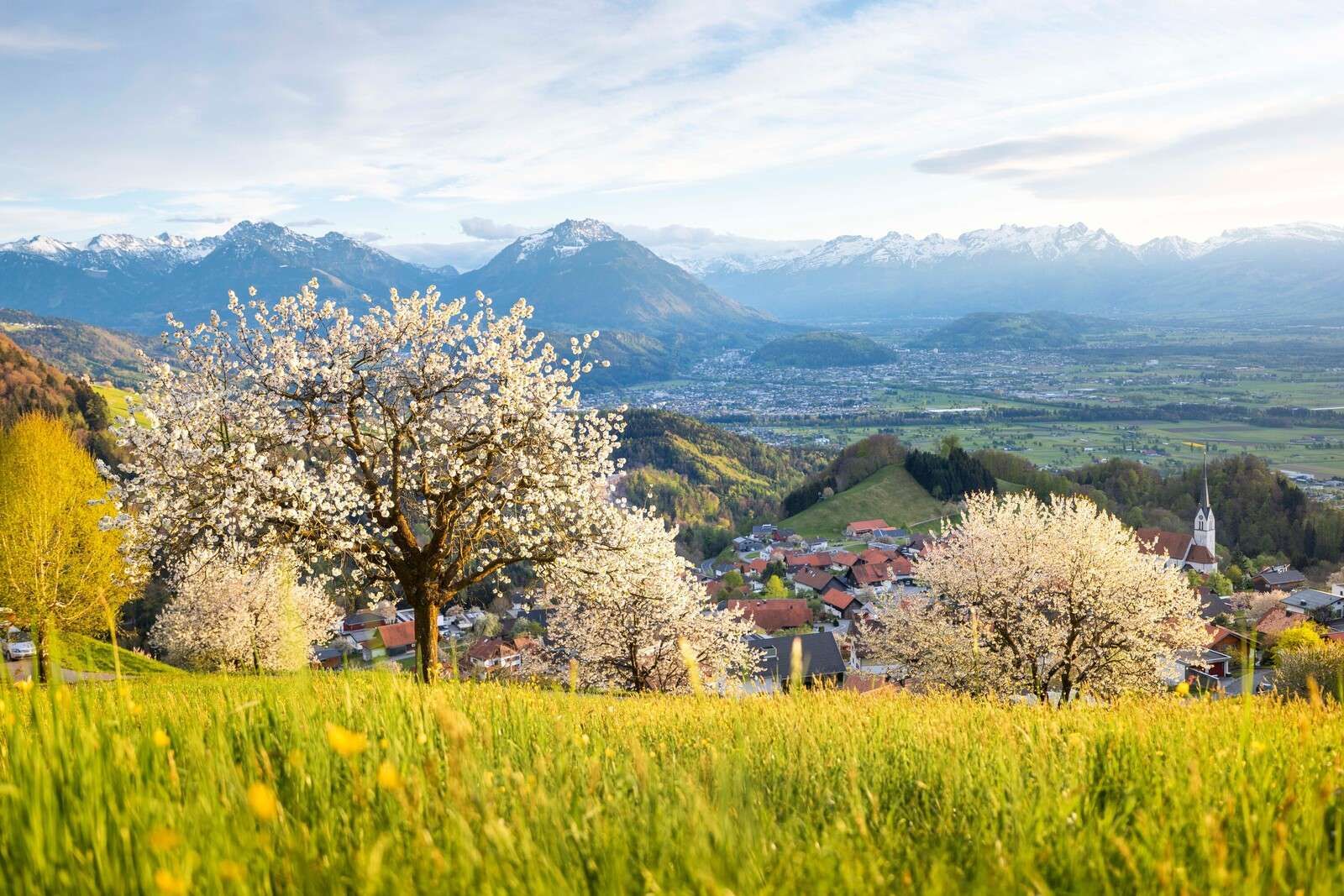 Bloesemheuvels met alpenuitzicht