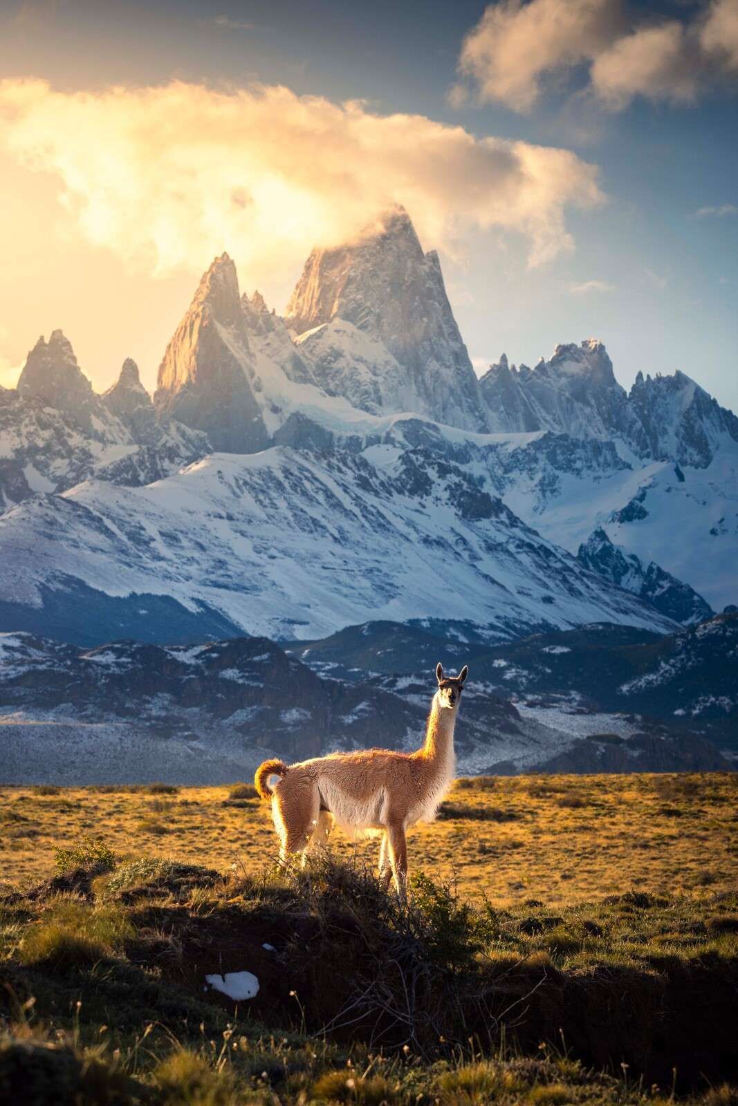Guanaco in zonlicht voor andespieken