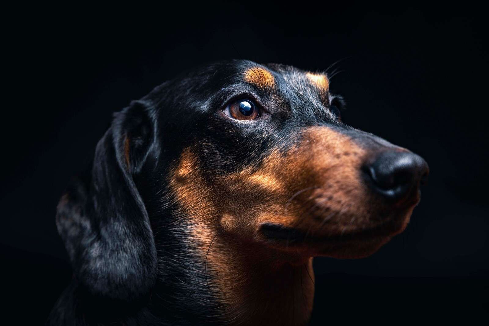 Portret van trotse teckel