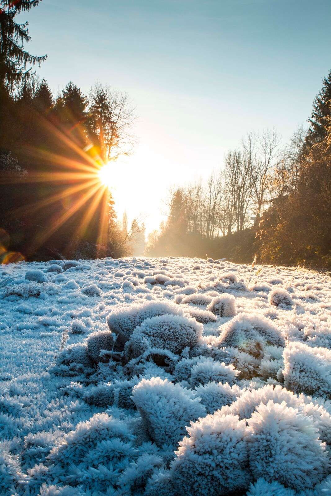 Ijzige ochtend in winterbos