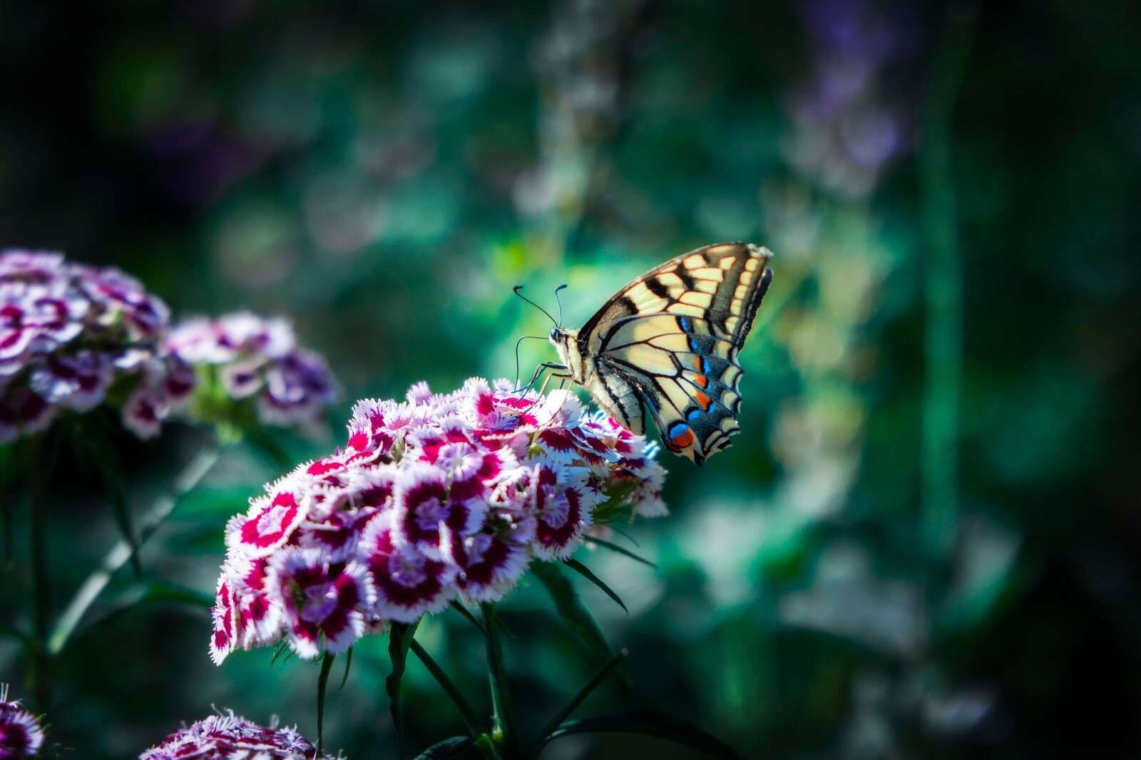 Vlinder op zomerse bloemen