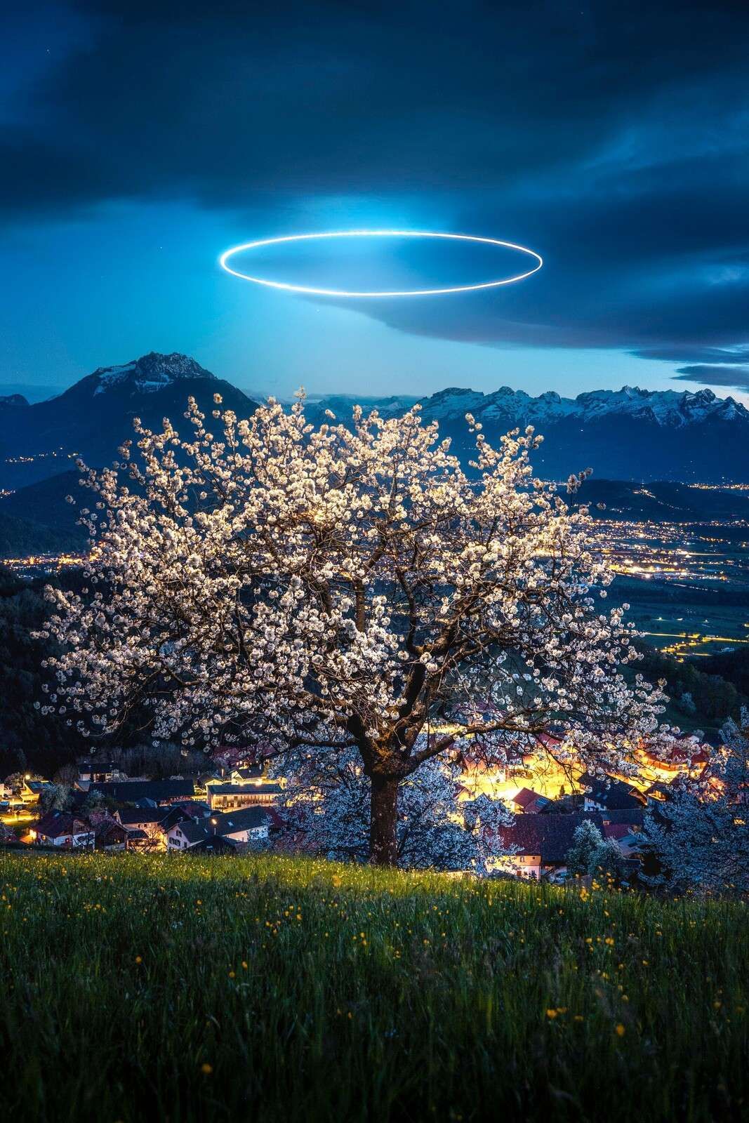 Bloesemboom bij nachtelijk licht
