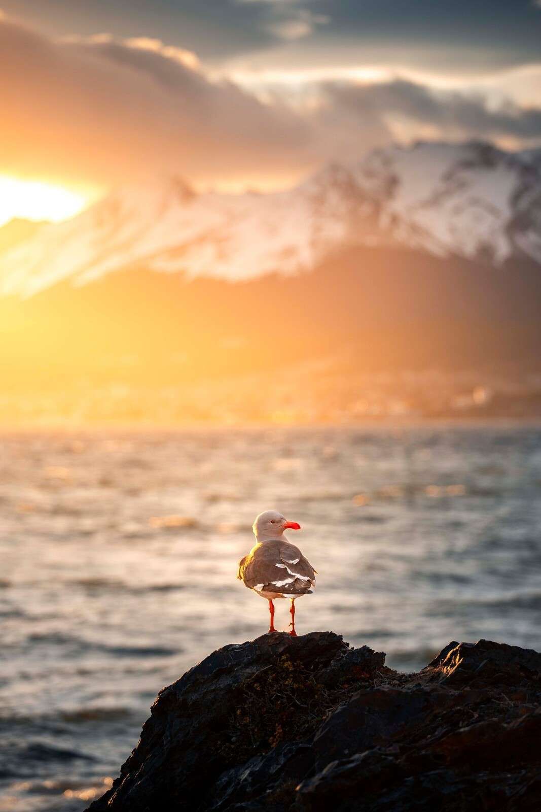Meeuw bij zonsondergang aan fjord