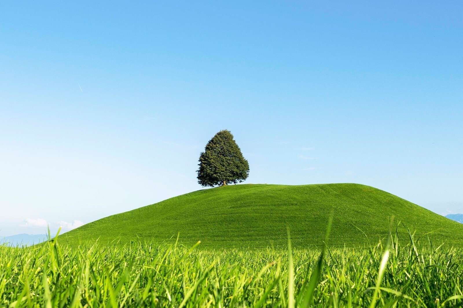 Eenzame boom op groene heuvel