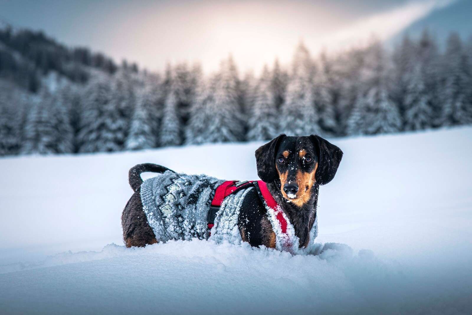 Teckel in besneeuwd winterbos