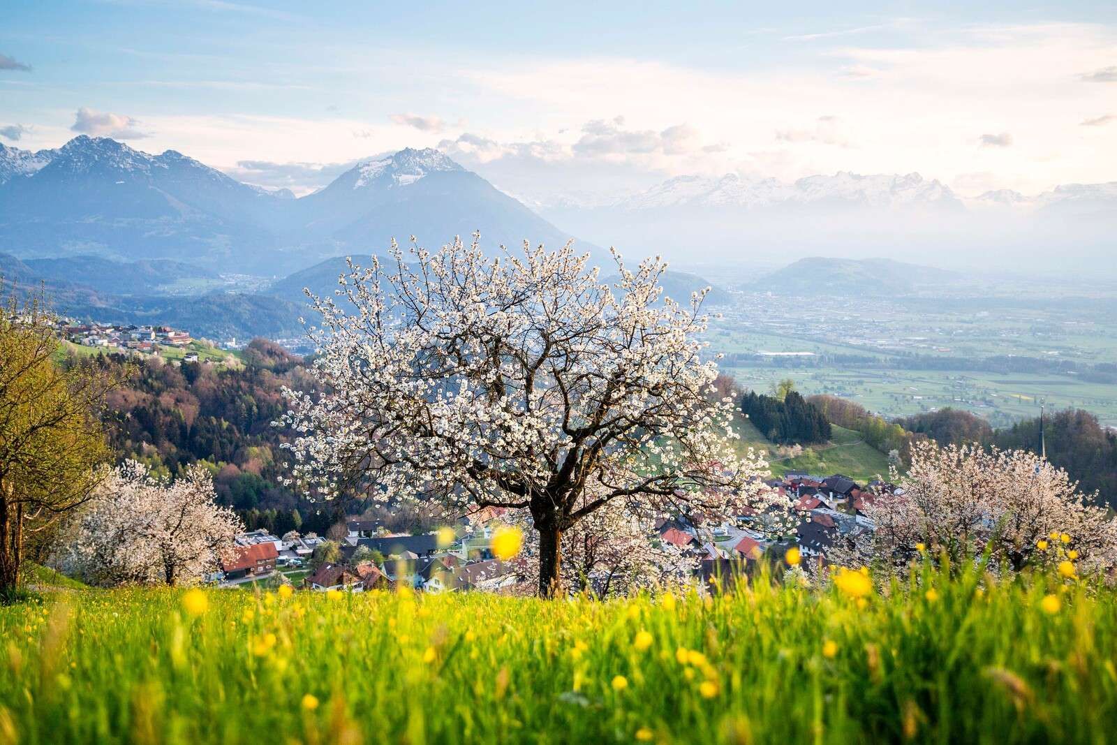 Bloesemboom in bergdal bij lentezon