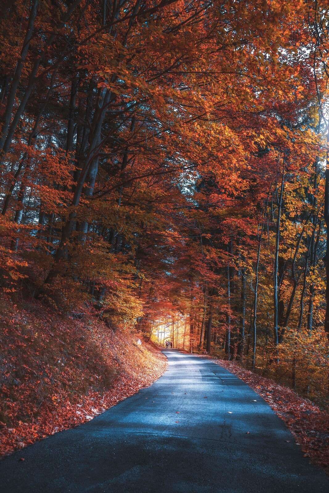 Herfstpad Door Vurig Bos