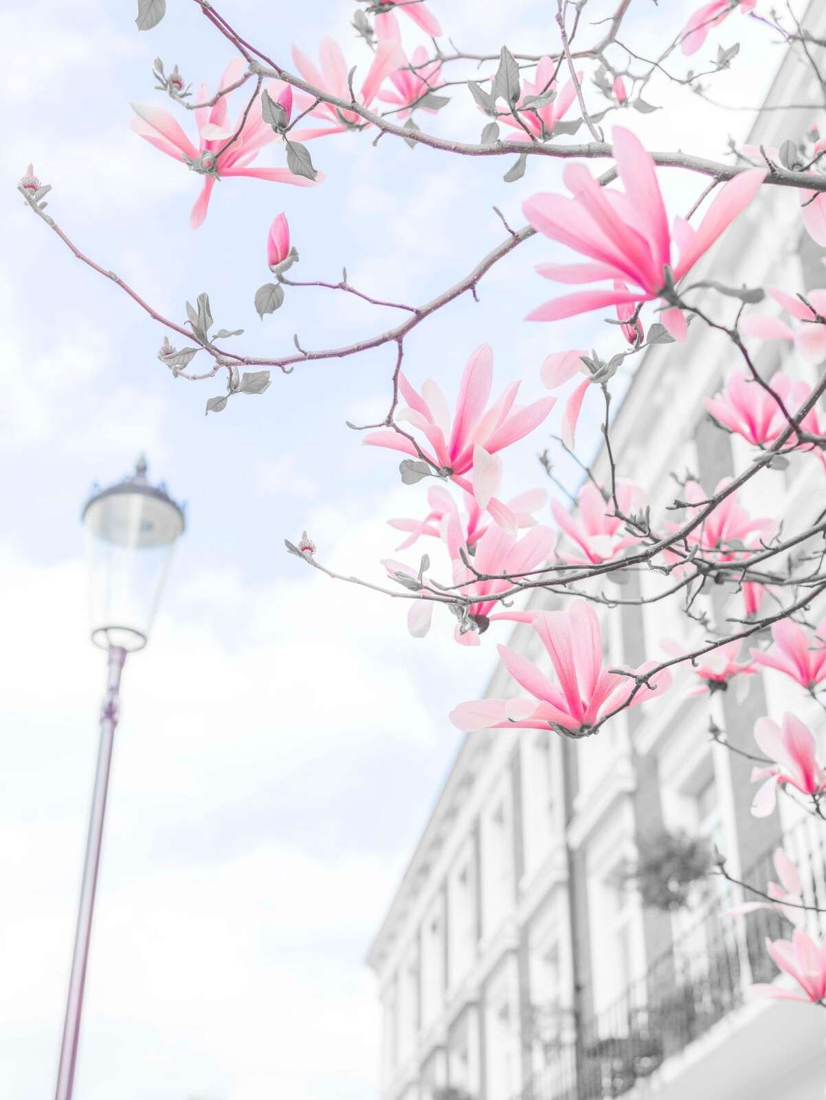 Magnolia flowers