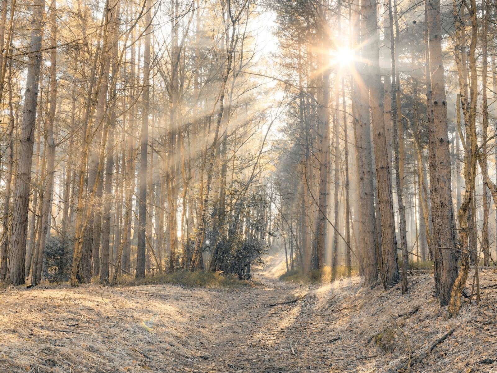 Sun beams through trees in forest