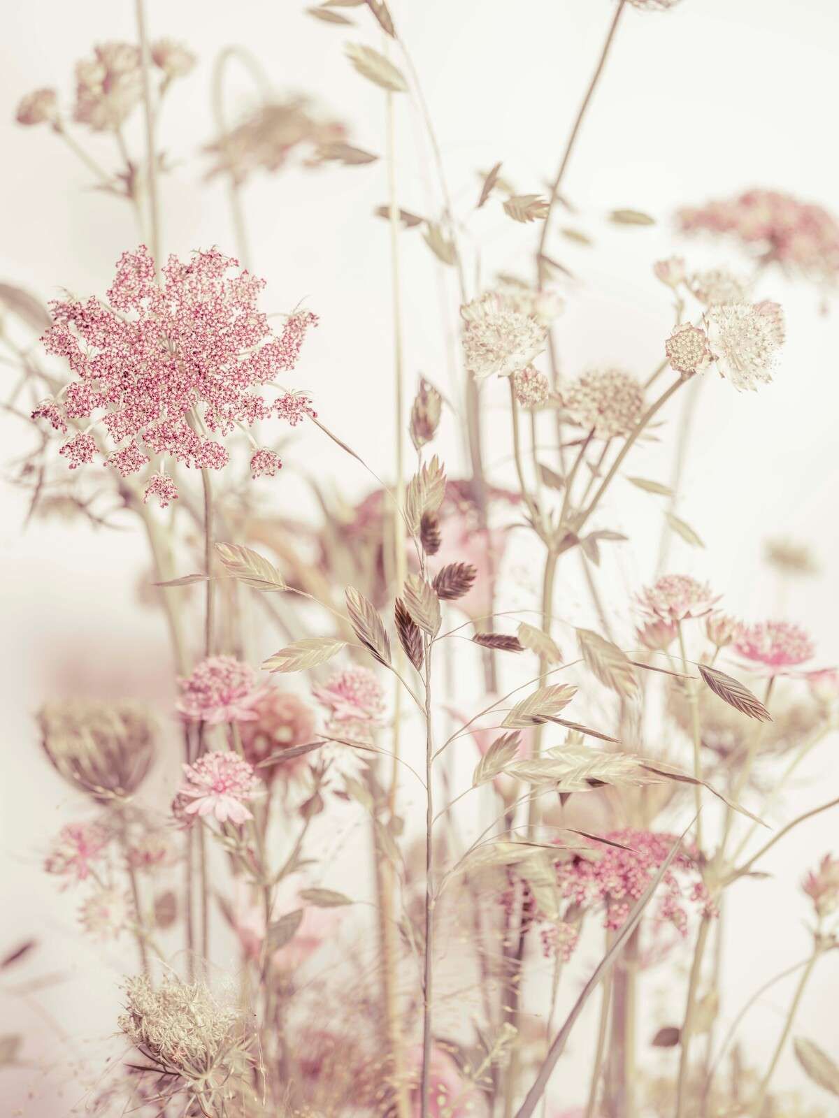 Meadow Flowers
