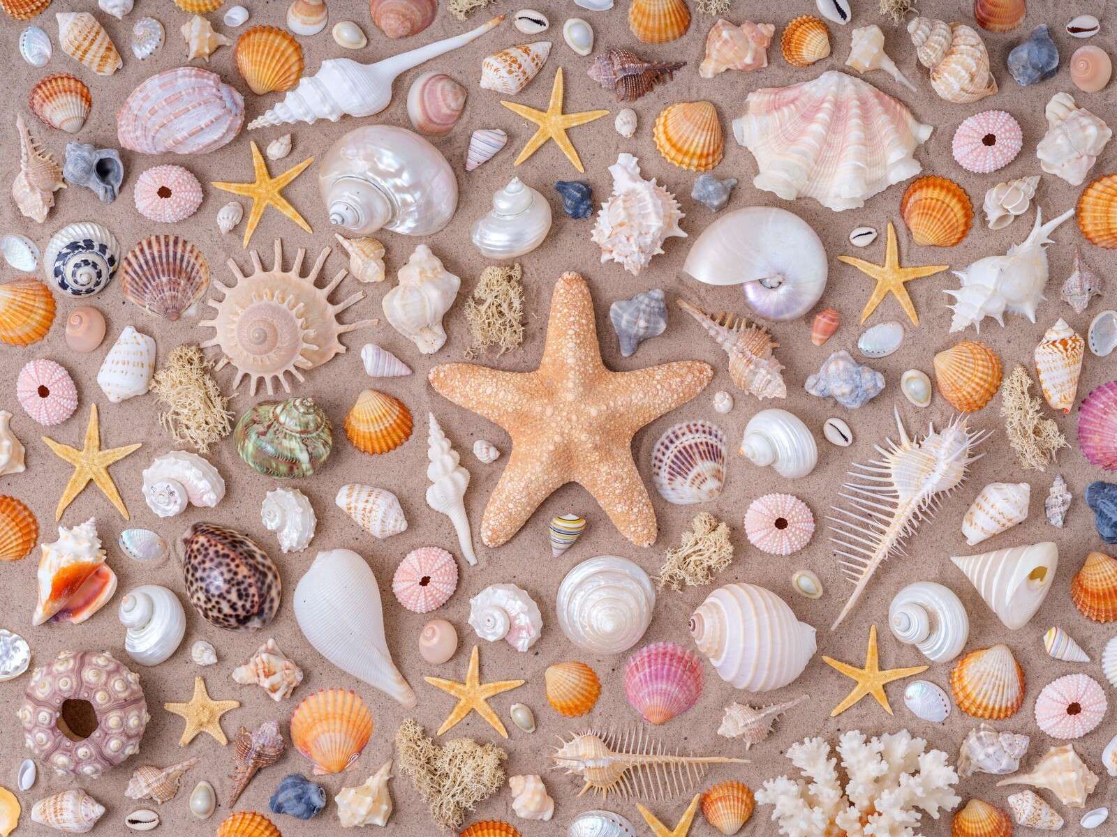 Full frame of collection of seashells