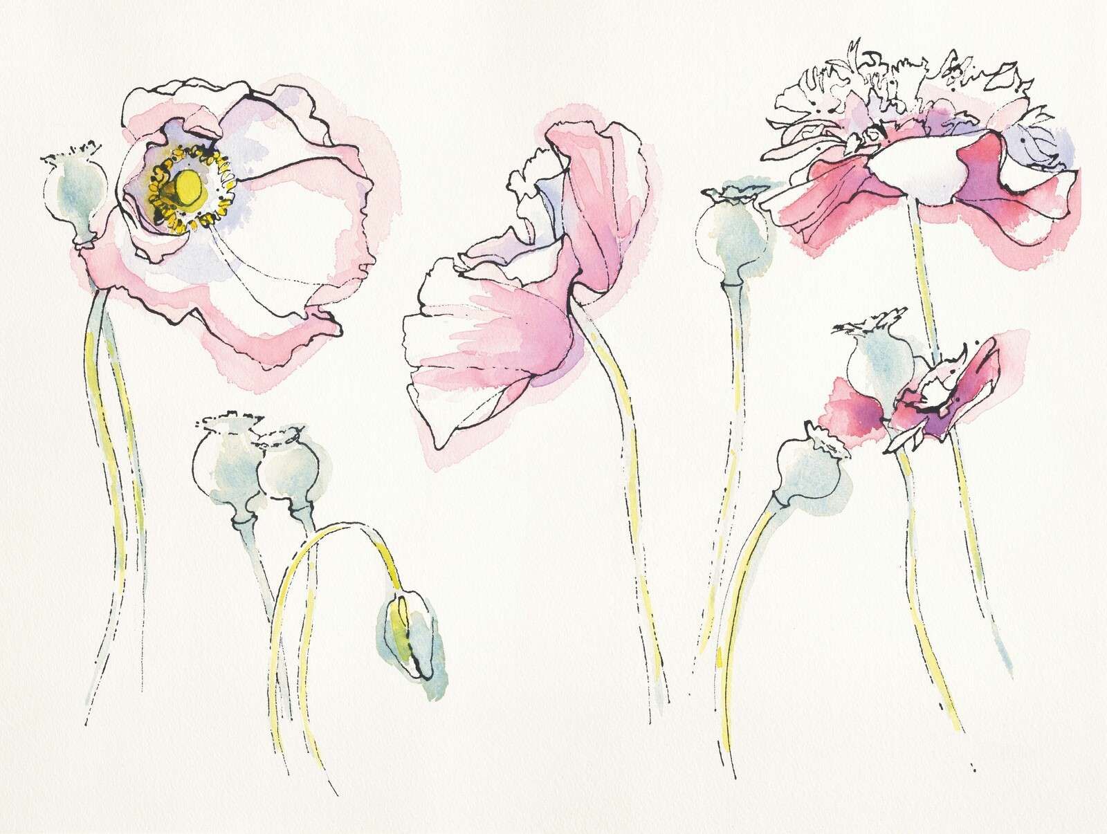 Zomerse Papavers In Roze Lijnenspel
