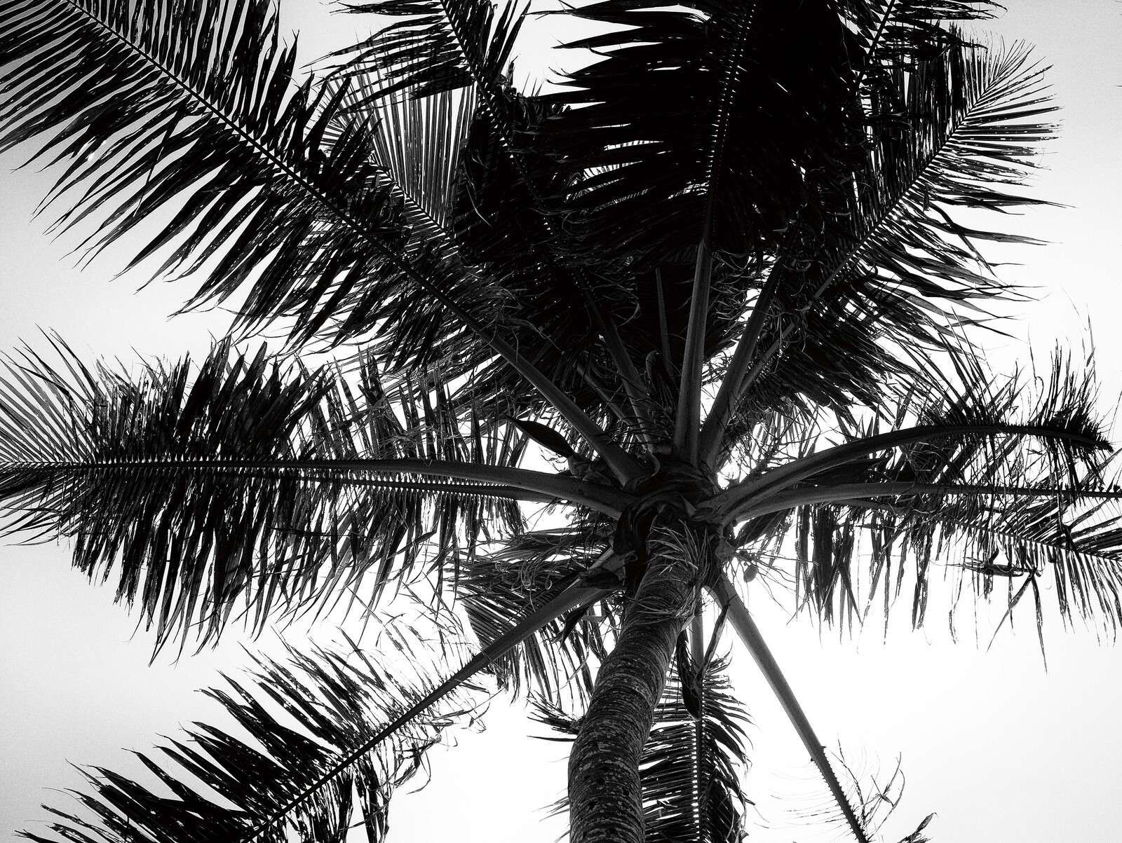 Tropische Palm In Zwart Wit