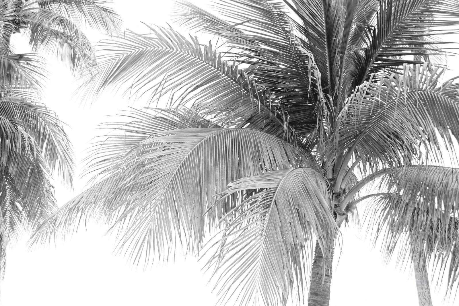 Palmblaadjes In Helder Zonlicht