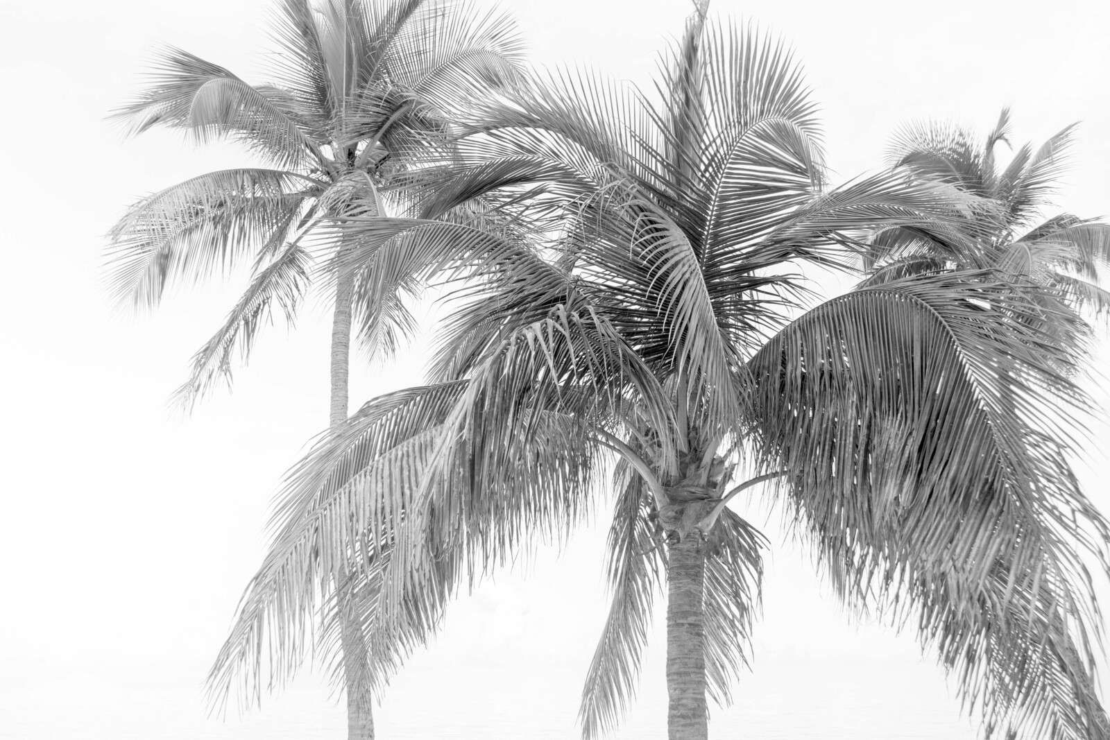 Palmgroep In Lichte Kustmist