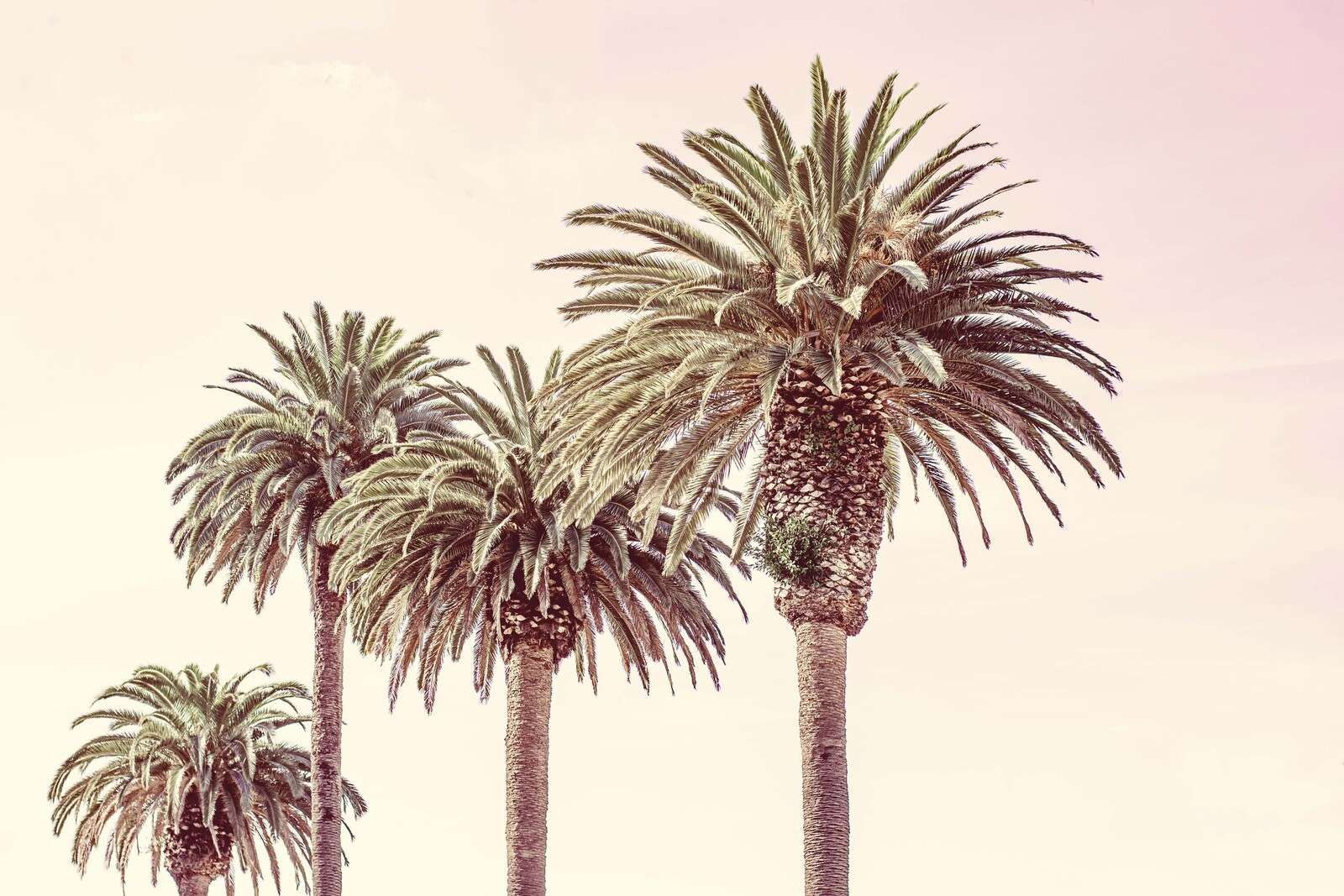 Palmbomen Onder Roze Hemellicht