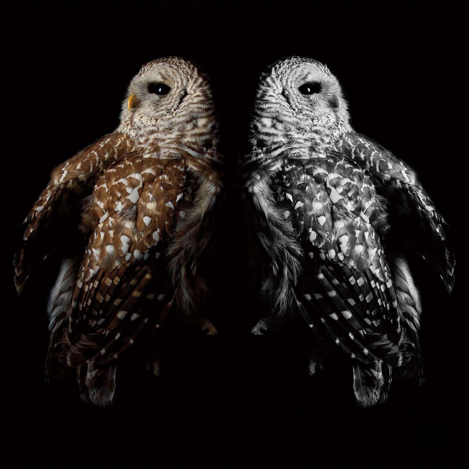 Tweeling Uilen In Contrastlicht