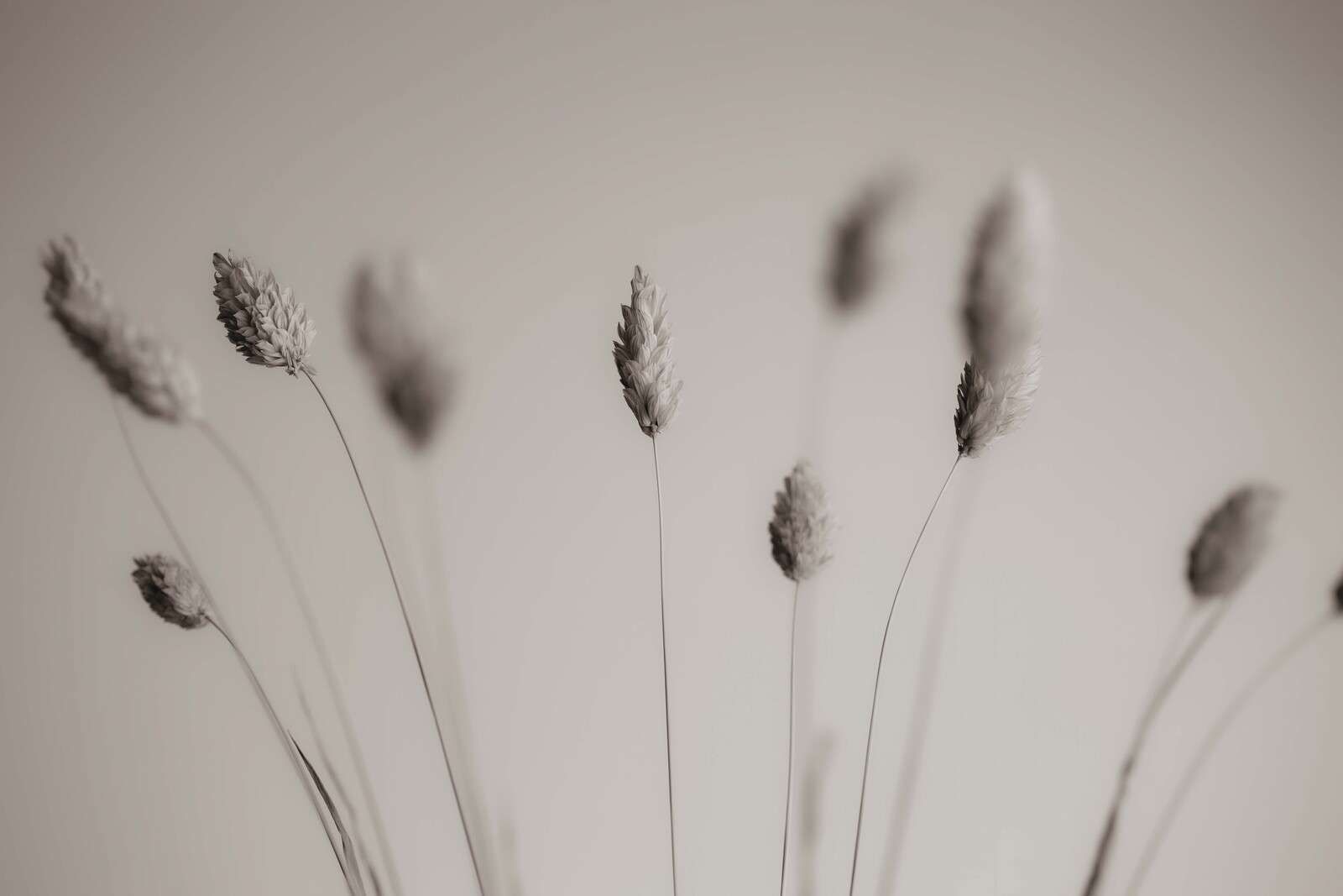 Gedroogd Gras In Zachte Sepia
