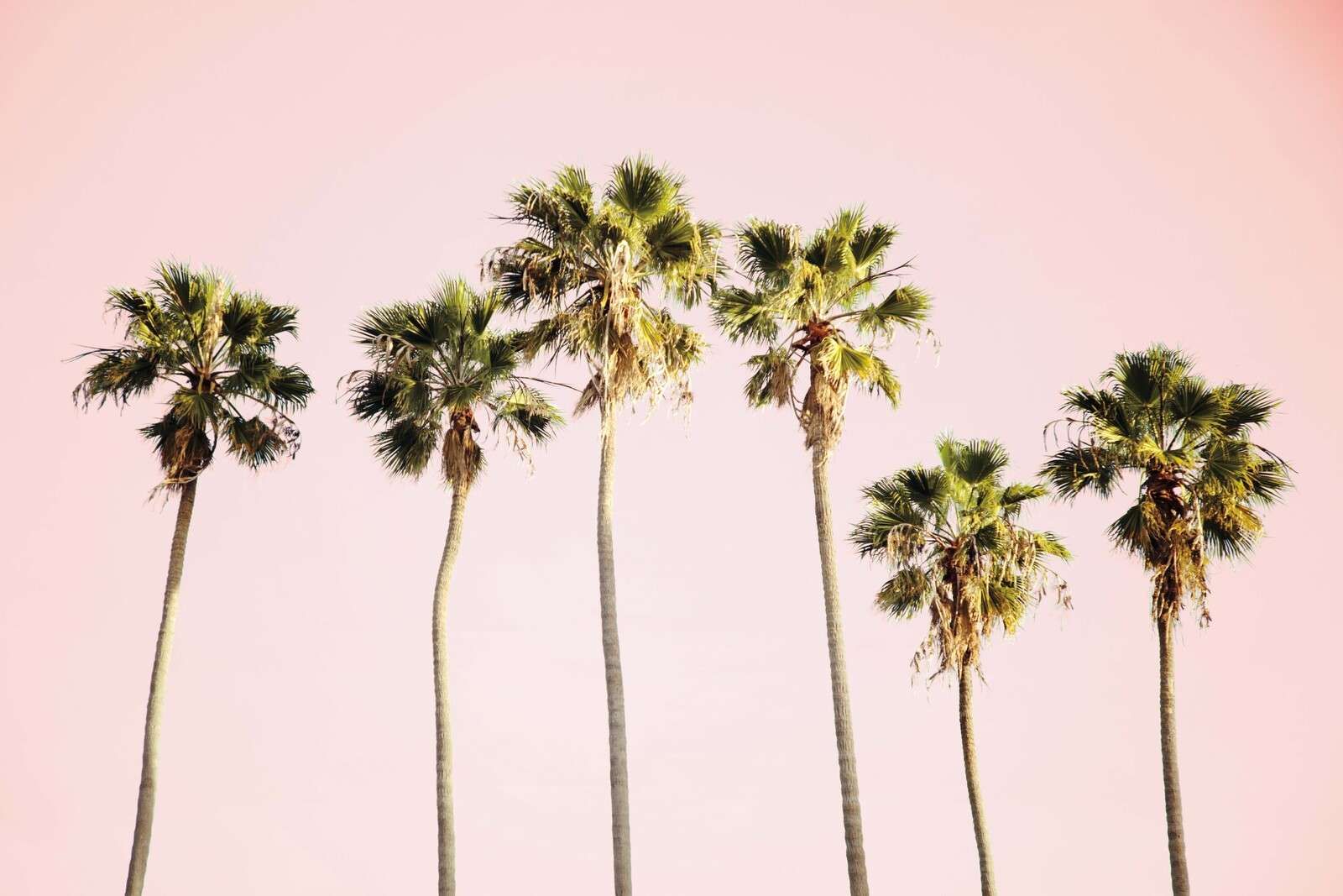 Palmbomen Onder Roze Hemel