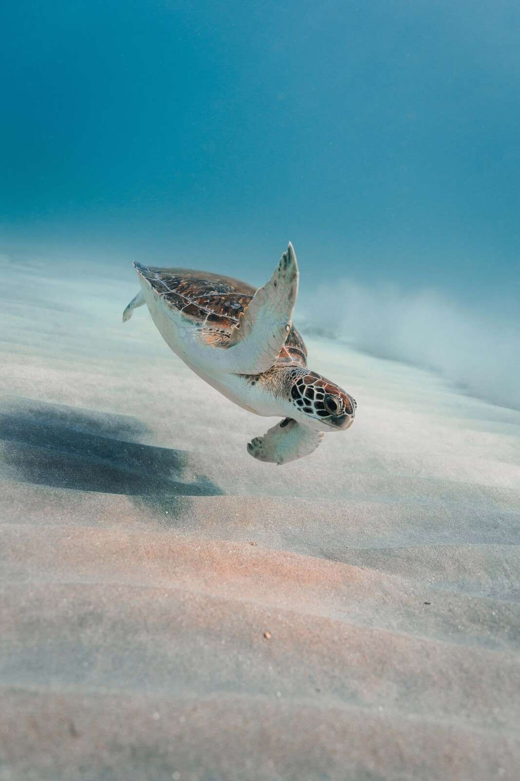 Zeeschildpad boven zacht rifzand