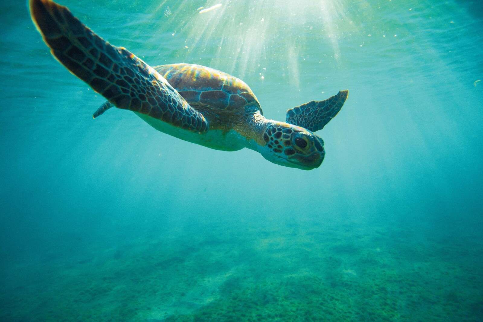 Zeeschildpad in zonnestralen onder water