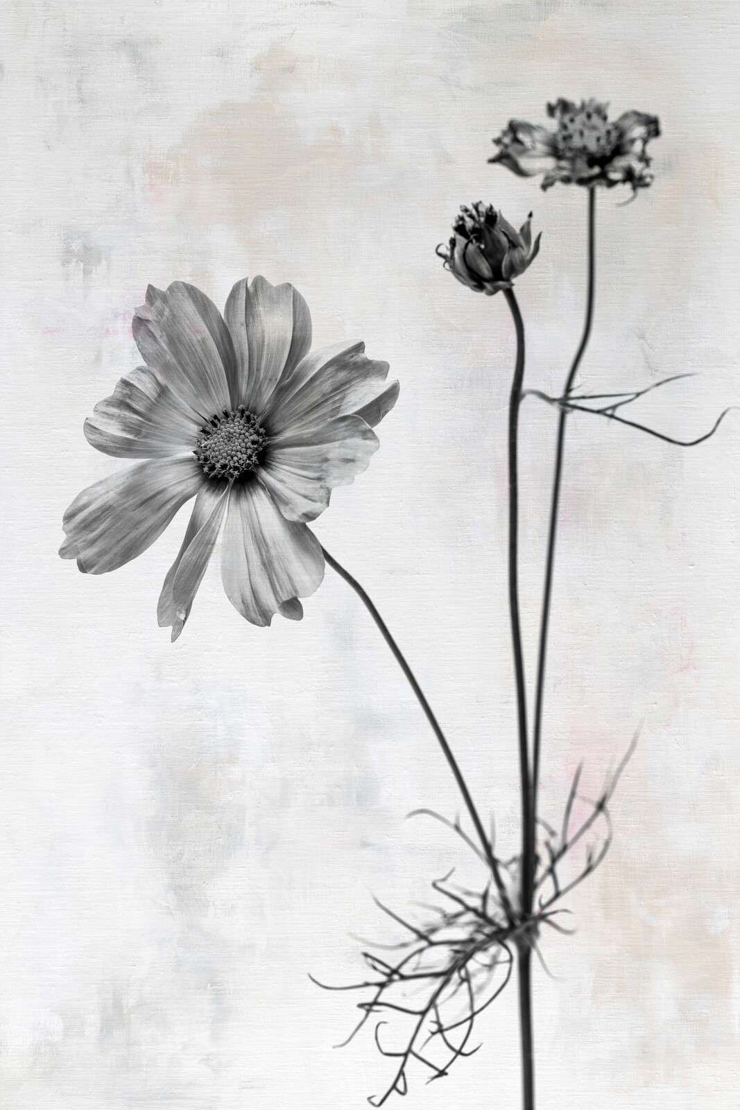 Bloem in zwart-witte eenvoud