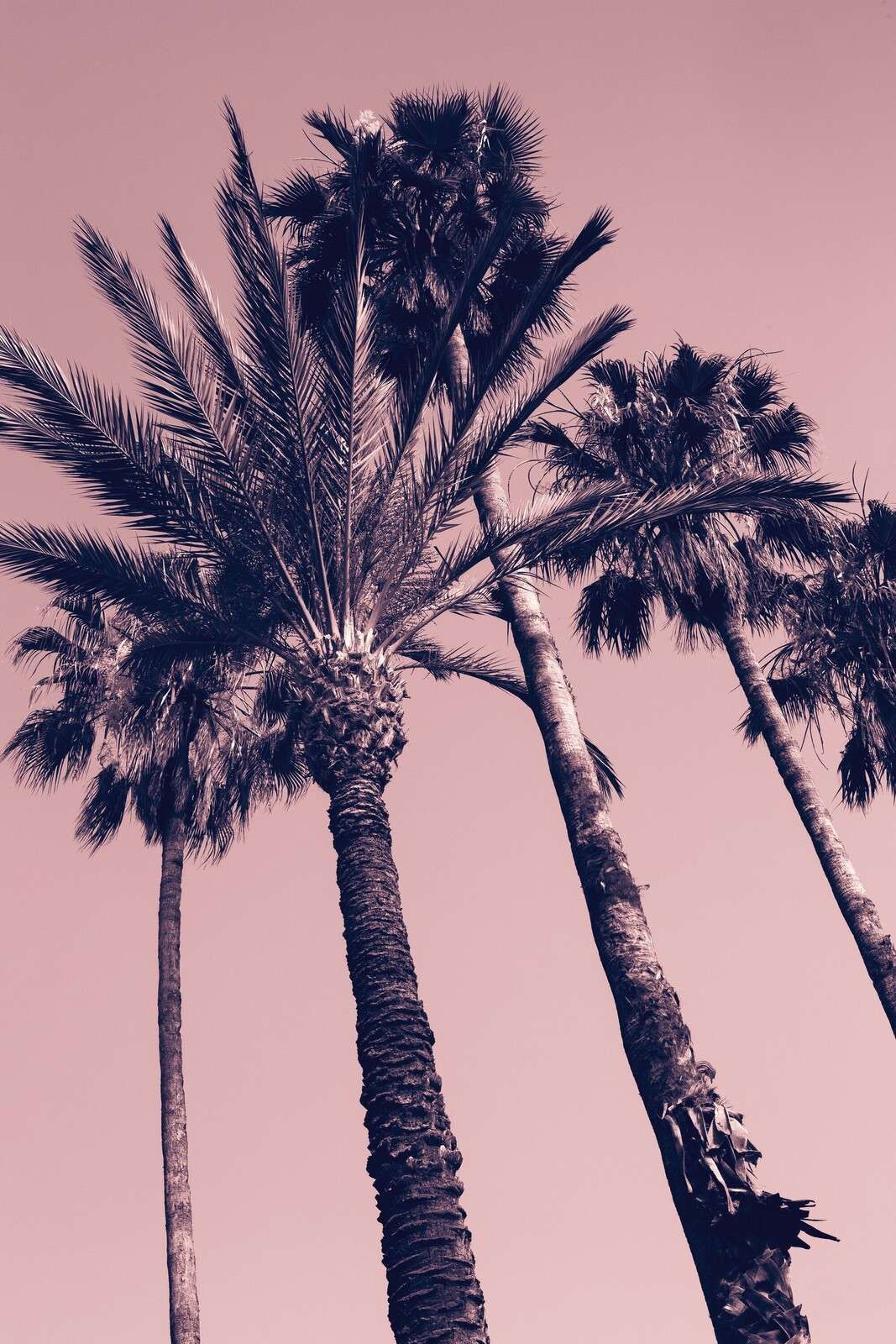 Palmbomen in roze avondgloed