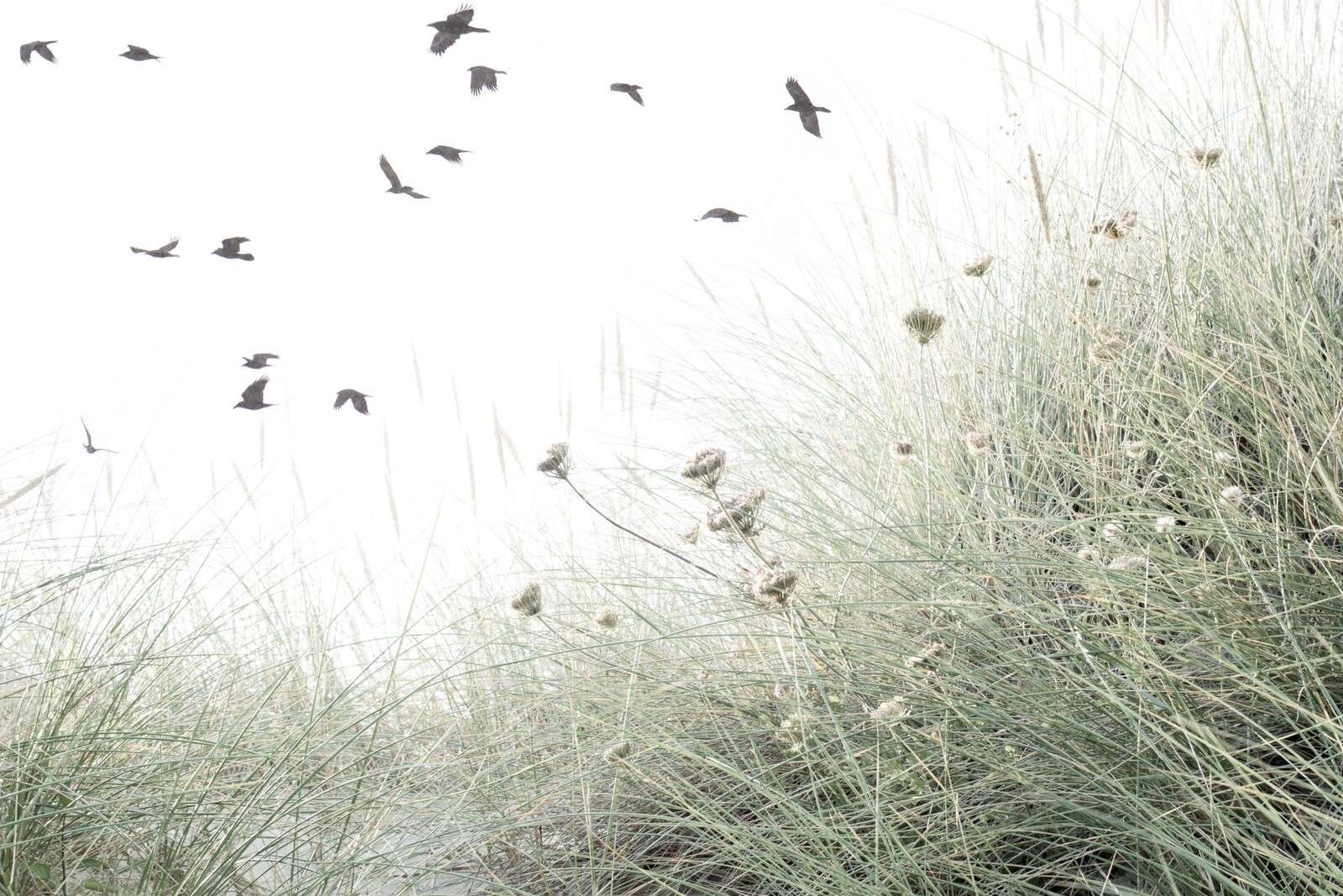 Vogels boven wuivend duingras