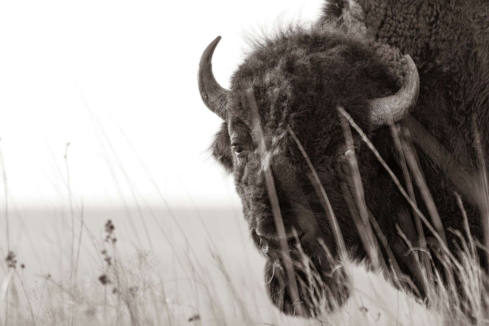 Bizon tussen prairiegrassen
