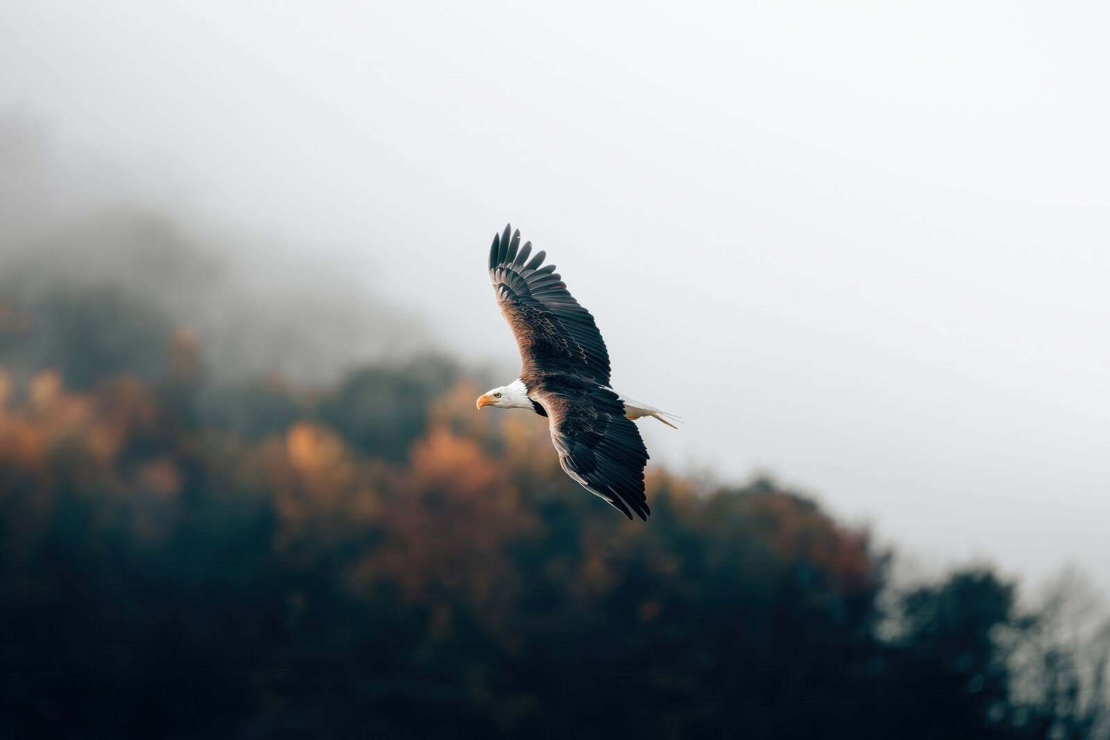 Zeearend boven mistig herfstbos
