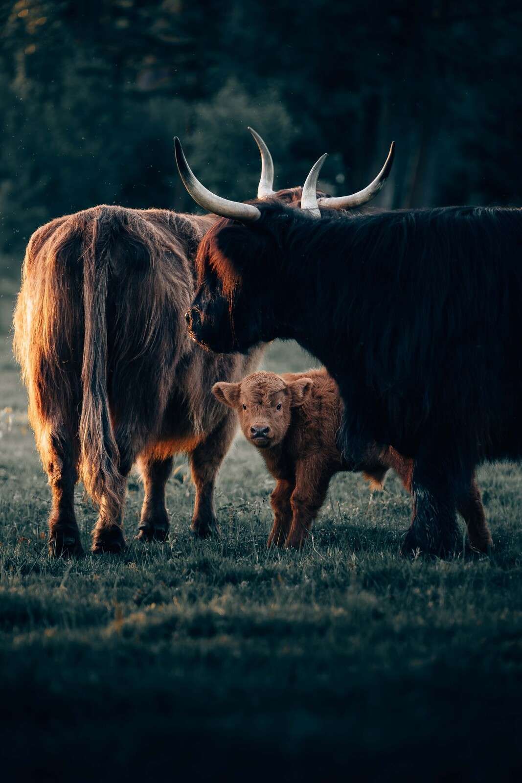 Schotse hooglanders in avondlicht