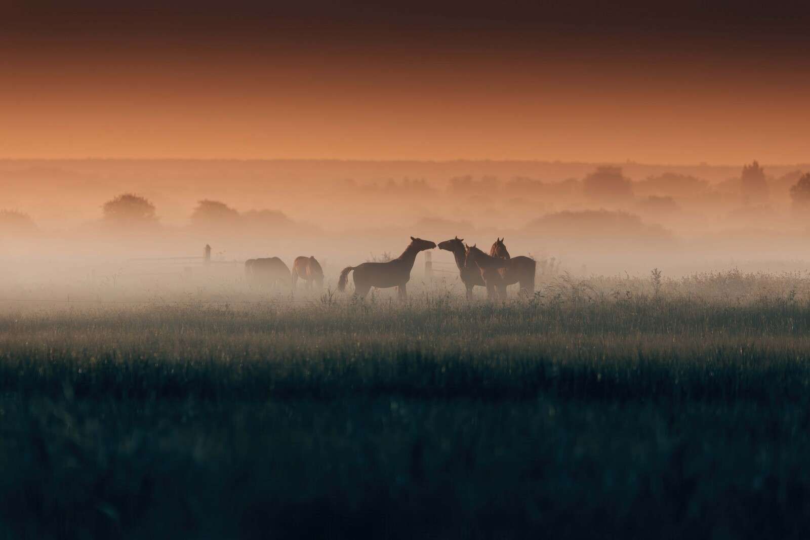 Paarden in nevelige ochtendweide