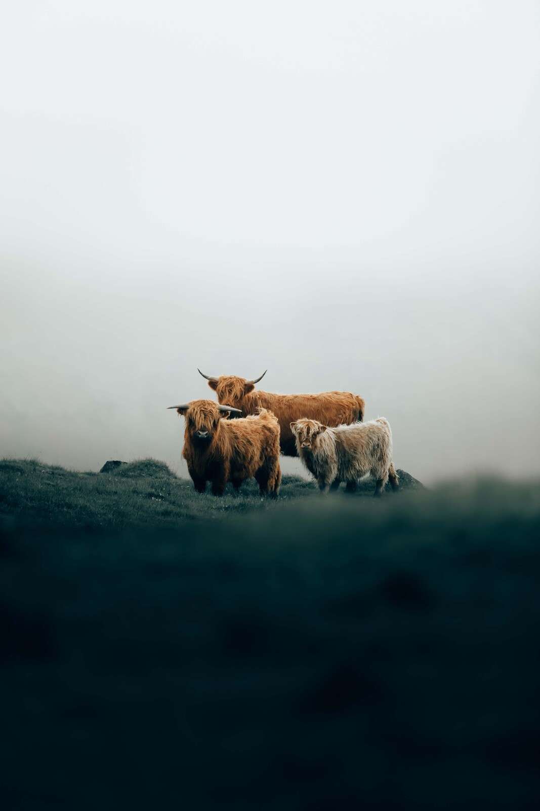 Hooglanders in ochtendnevel