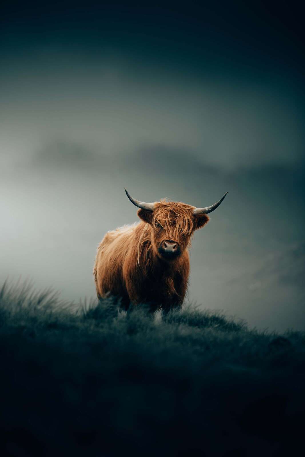 Eenzame hooglander in ochtendmist