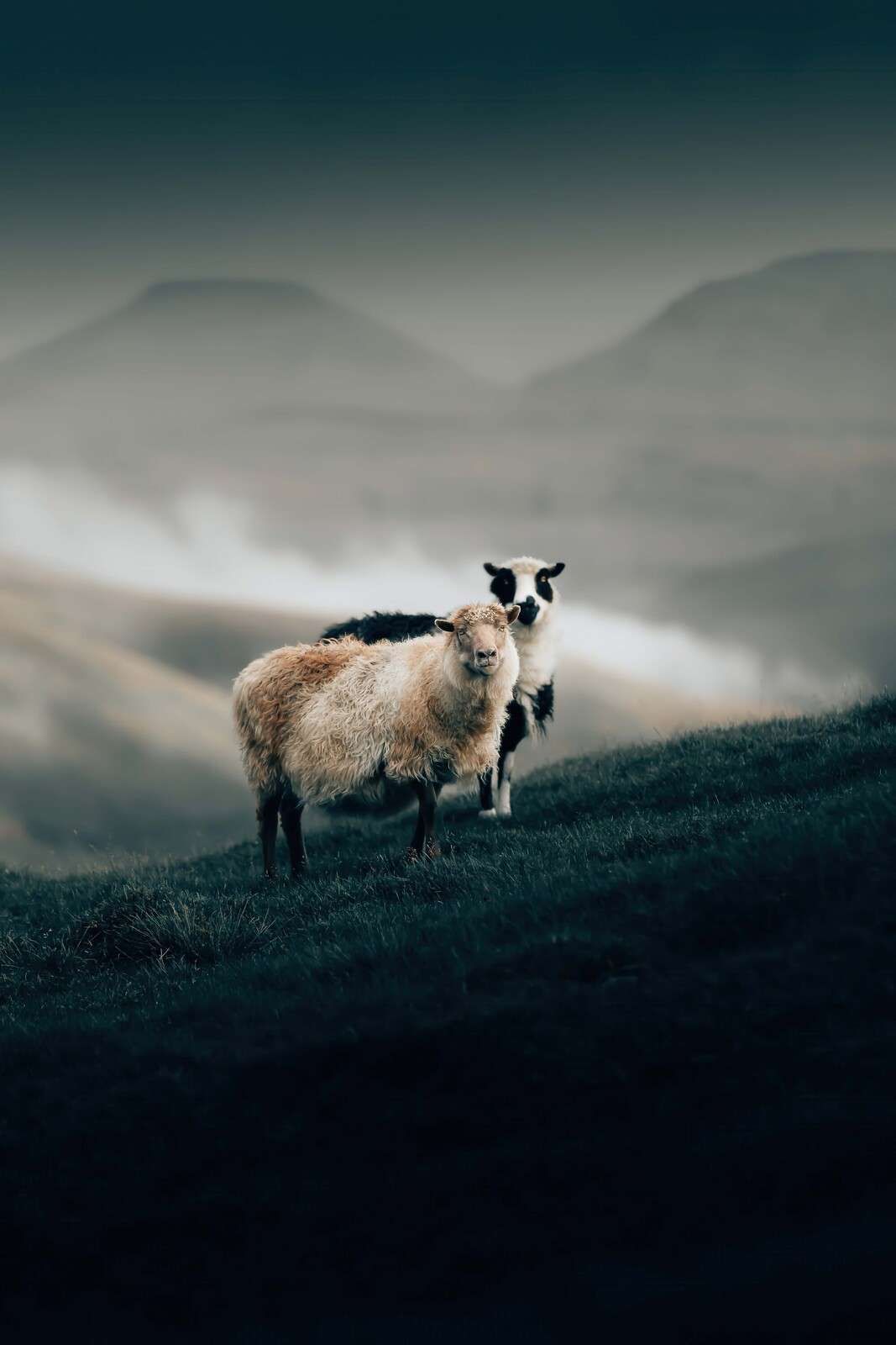 Schapen op mistige heuvelrug