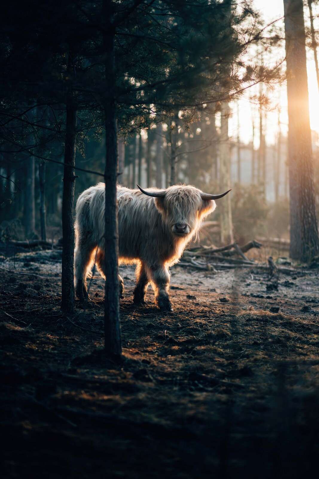 Witte hooglander in het ochtendbos
