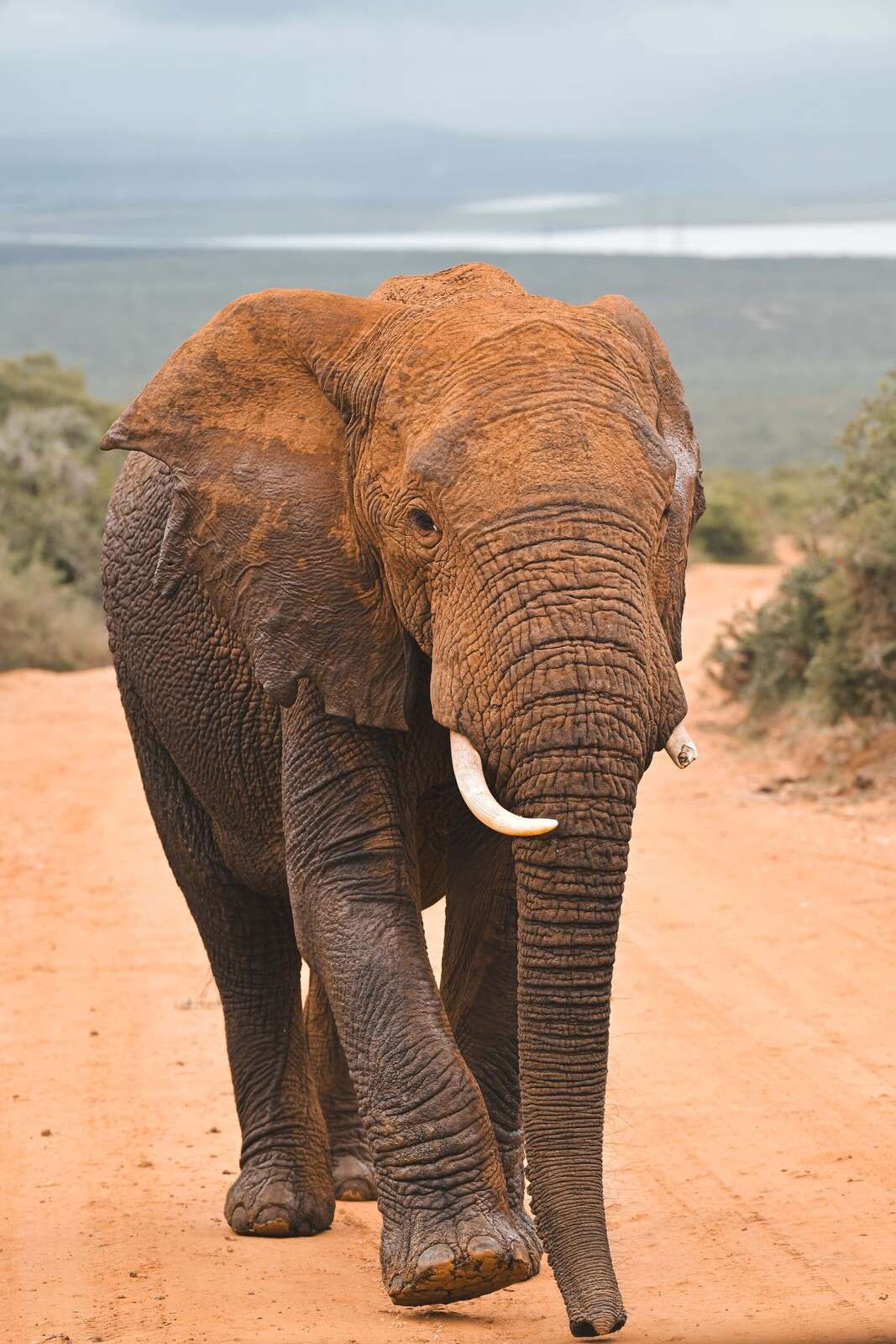 Afrikaanse olifant in landschap